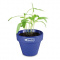 Farbiger Blumentopf - Topgiving
